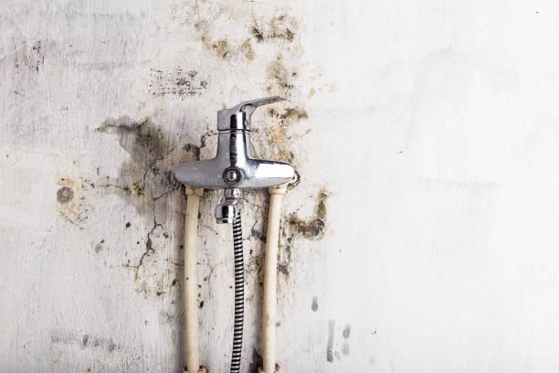 Best Certified Mold Removal  in Portage, WI