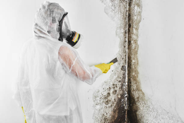 Best Crawl Space Mold Removal  in Portage, WI