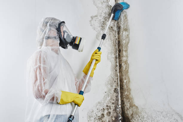 Best Commercial Mold Removal  in Portage, WI