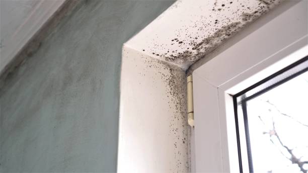 Mold Removal and Inspection in Portage, WI