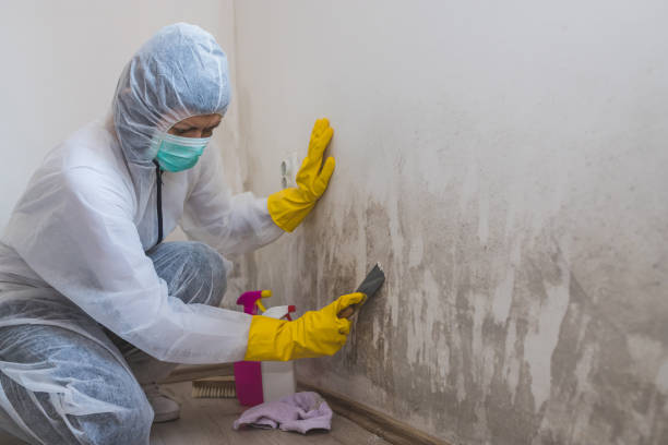 Professional Mold Removal in Portage, WI