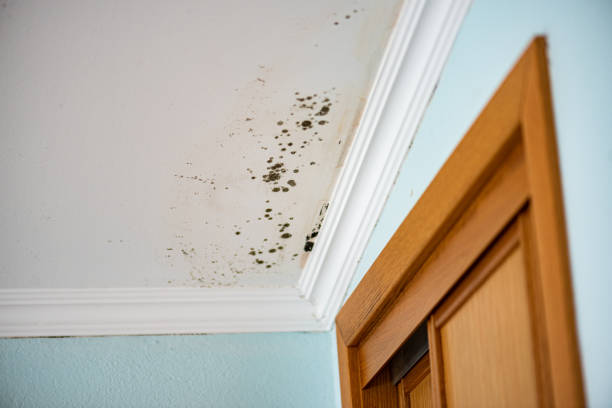 Best Home Mold Removal  in Portage, WI