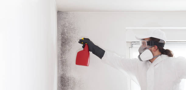 Best Mold Removal Company Near Me  in Portage, WI