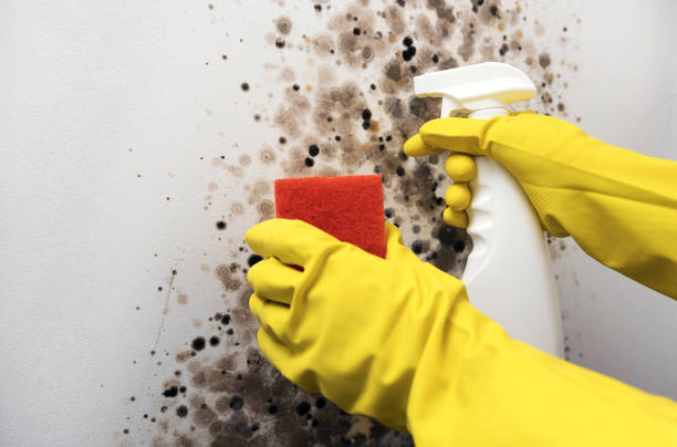 Office Mold Removal Services in Portage, WI