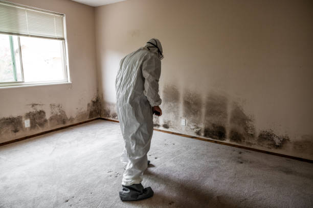 Best Certified Mold Removal  in Portage, WI