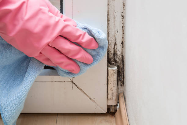 Best Local Mold Removal Service  in Portage, WI