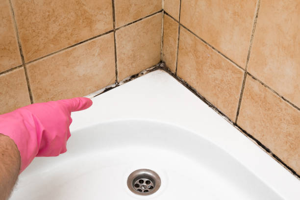 Best Same-Day Mold Removal  in Portage, WI